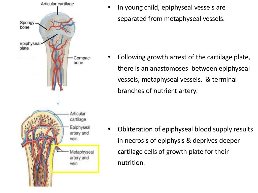 Blood supply of long bones