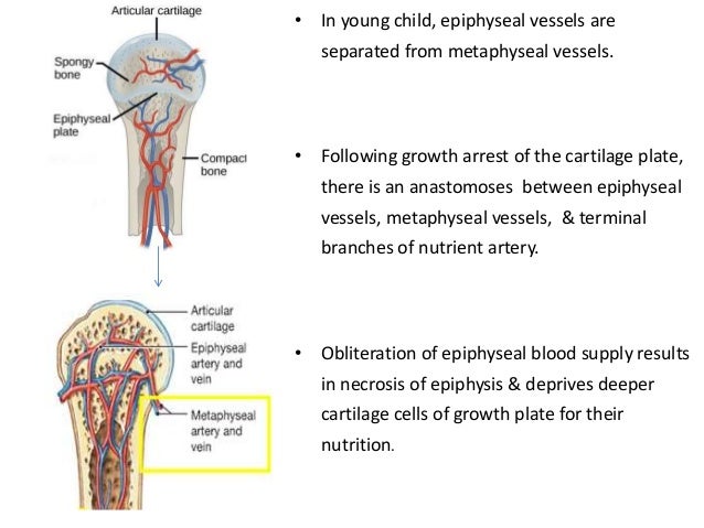 Blood supply of long bones