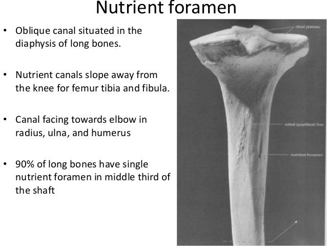 Blood supply of long bones