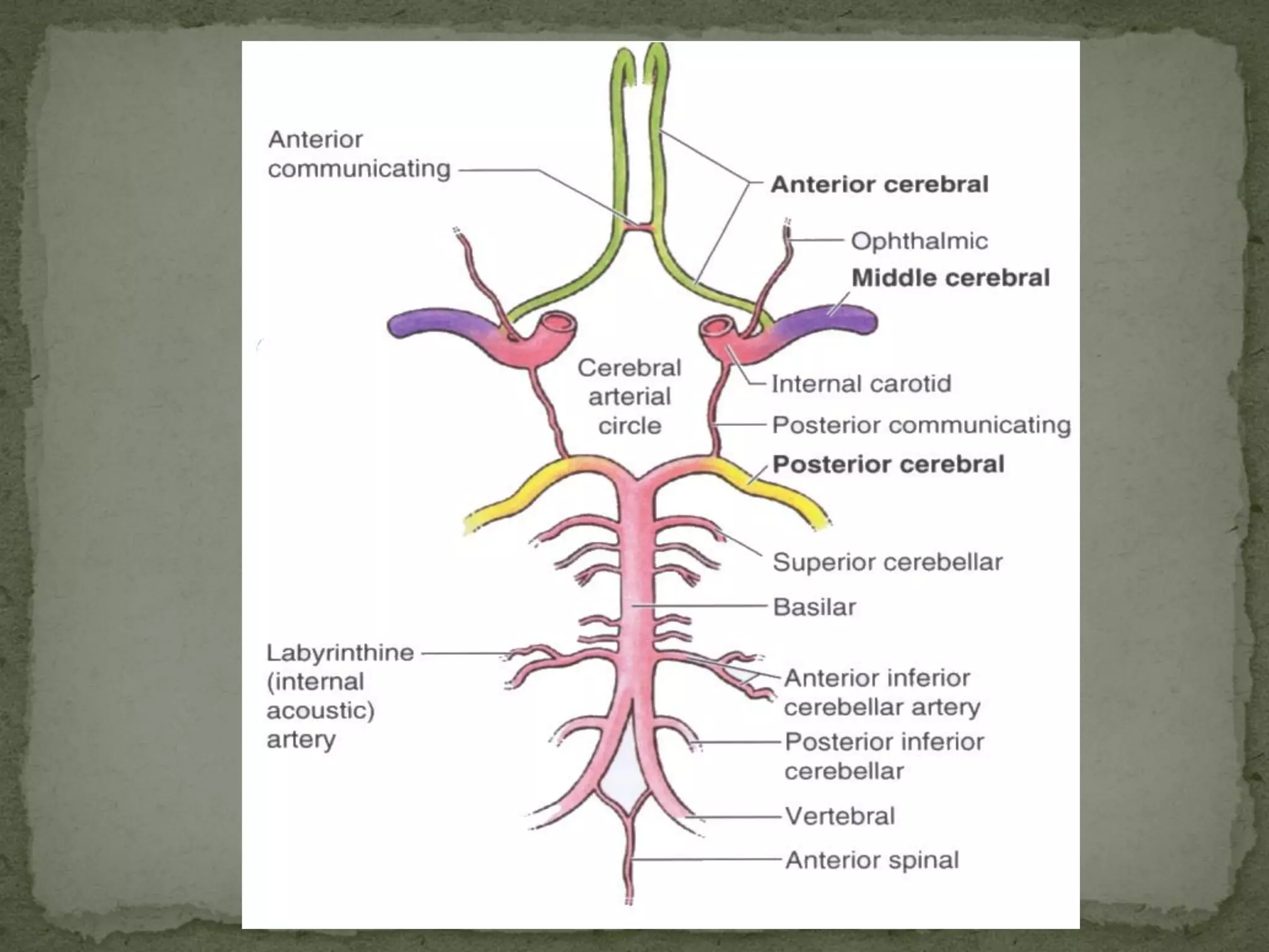 Blood supply of Human Brain | PDF