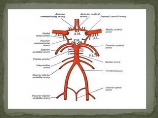 Blood supply of Human Brain | PDF