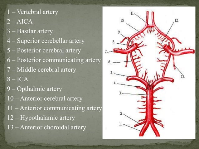 Blood supply of Human Brain | PDF