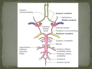 Blood supply of Human Brain | PDF