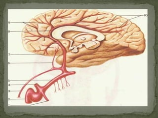 Blood supply of Human Brain | PDF