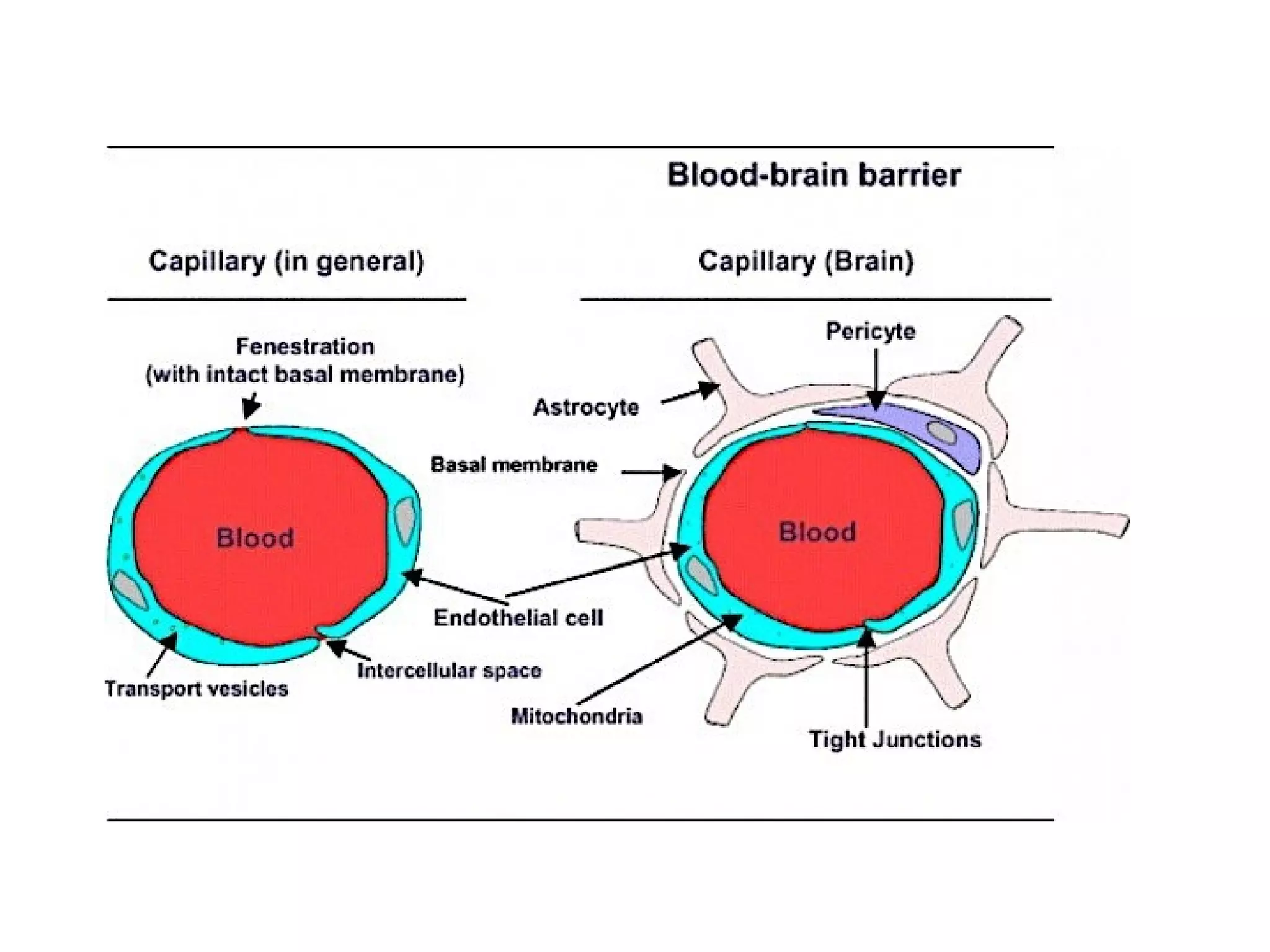 Blood supply of brain | PPT