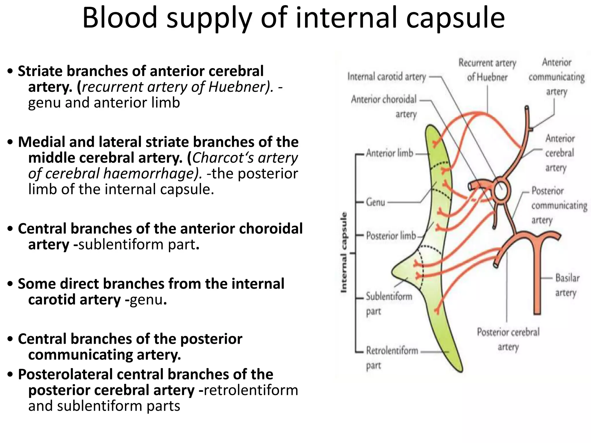 Blood supply of brain | PDF
