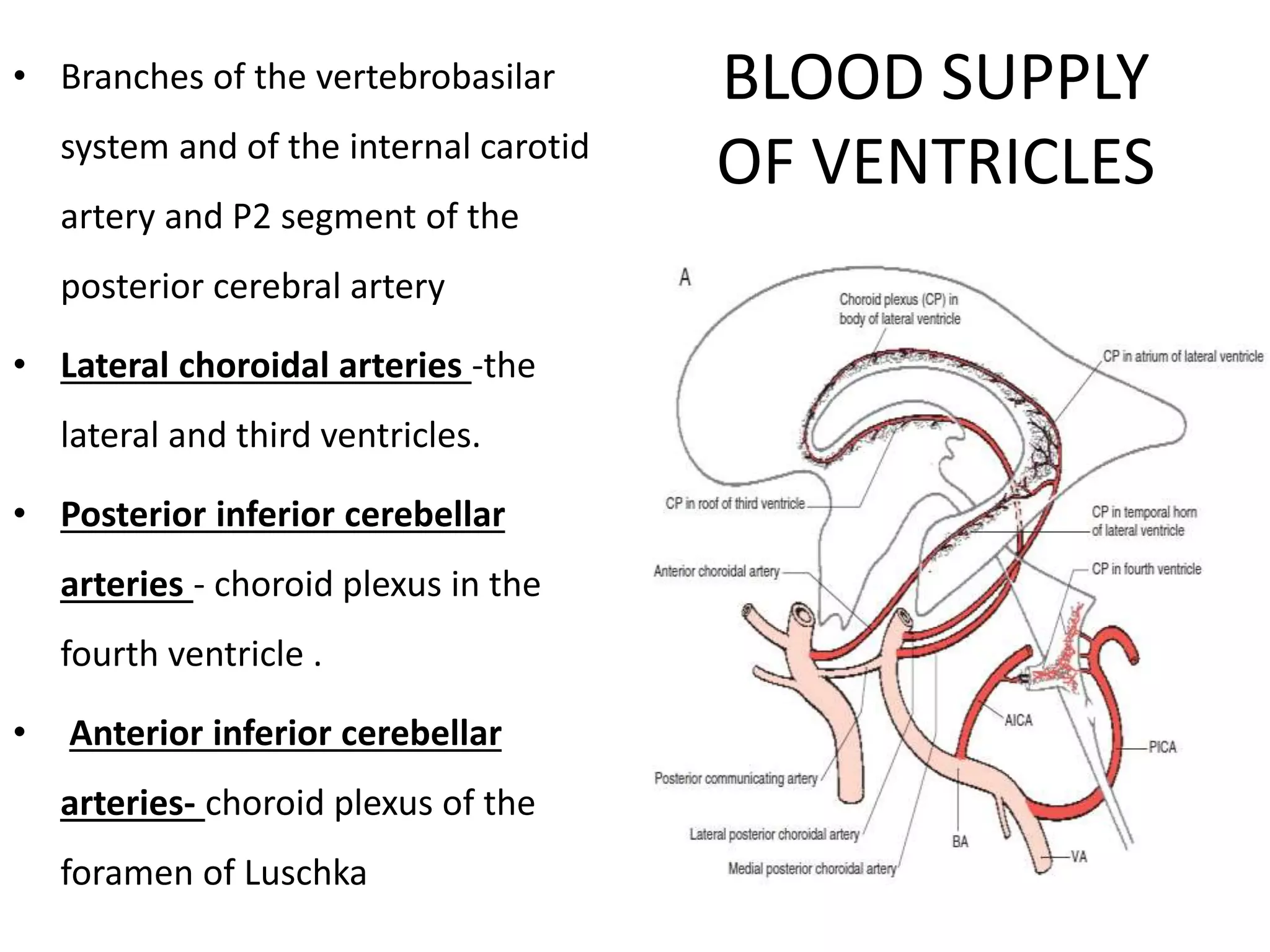 Blood supply of brain | PDF