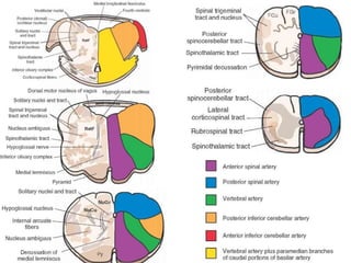 Blood supply of brain | PDF