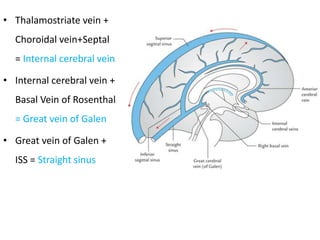 Blood supply of brain | PDF