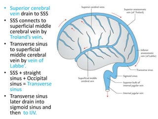 Blood supply of brain | PDF