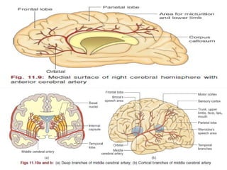 BLOOD SUPPLY OF BRAIN (Basic Anatomy and Physiology) | PPTX