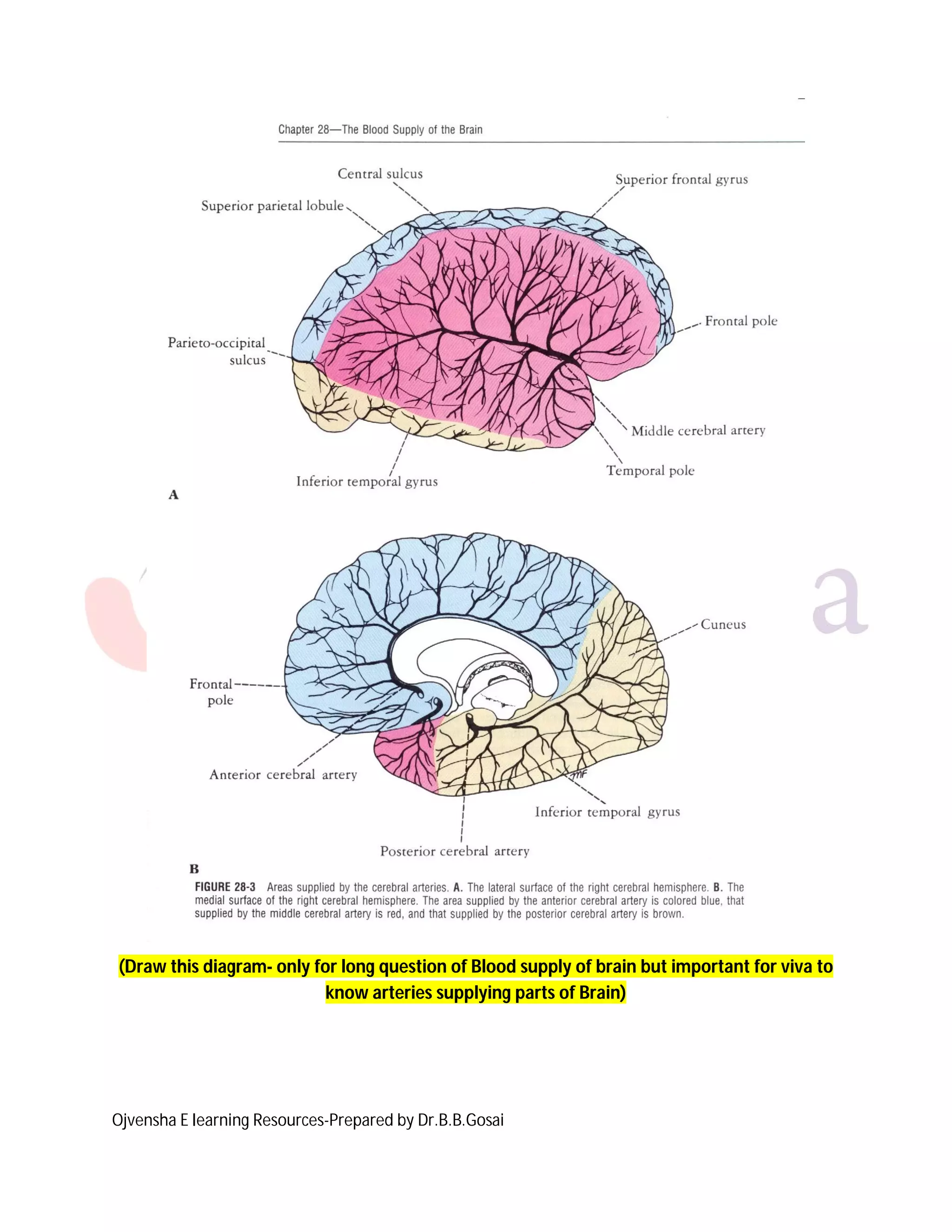 Blood supply of brain dr.gosai | PDF