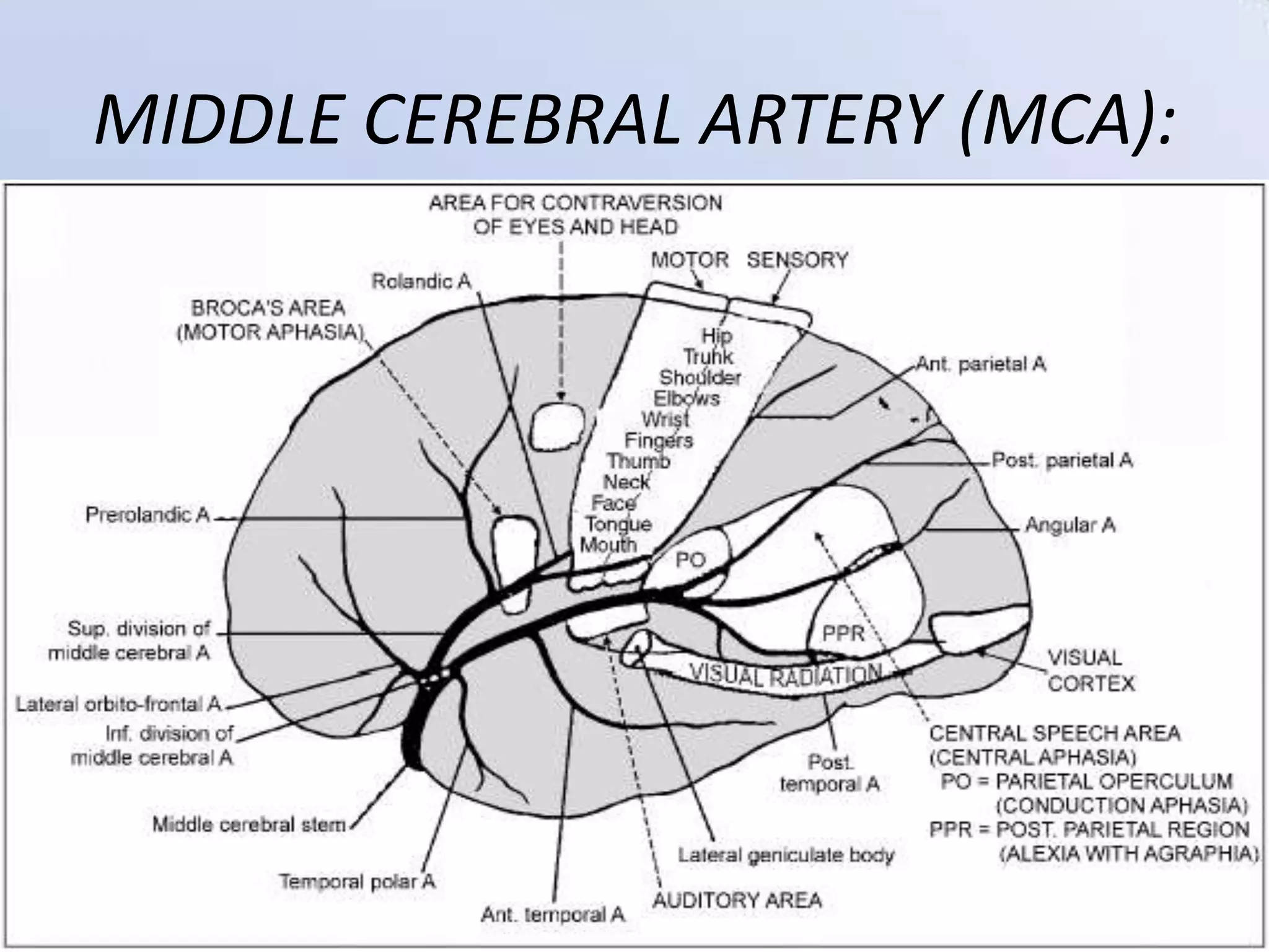 MIDDLE CEREBRAL ARTERY (MCA):

1/7/2014

15

 
