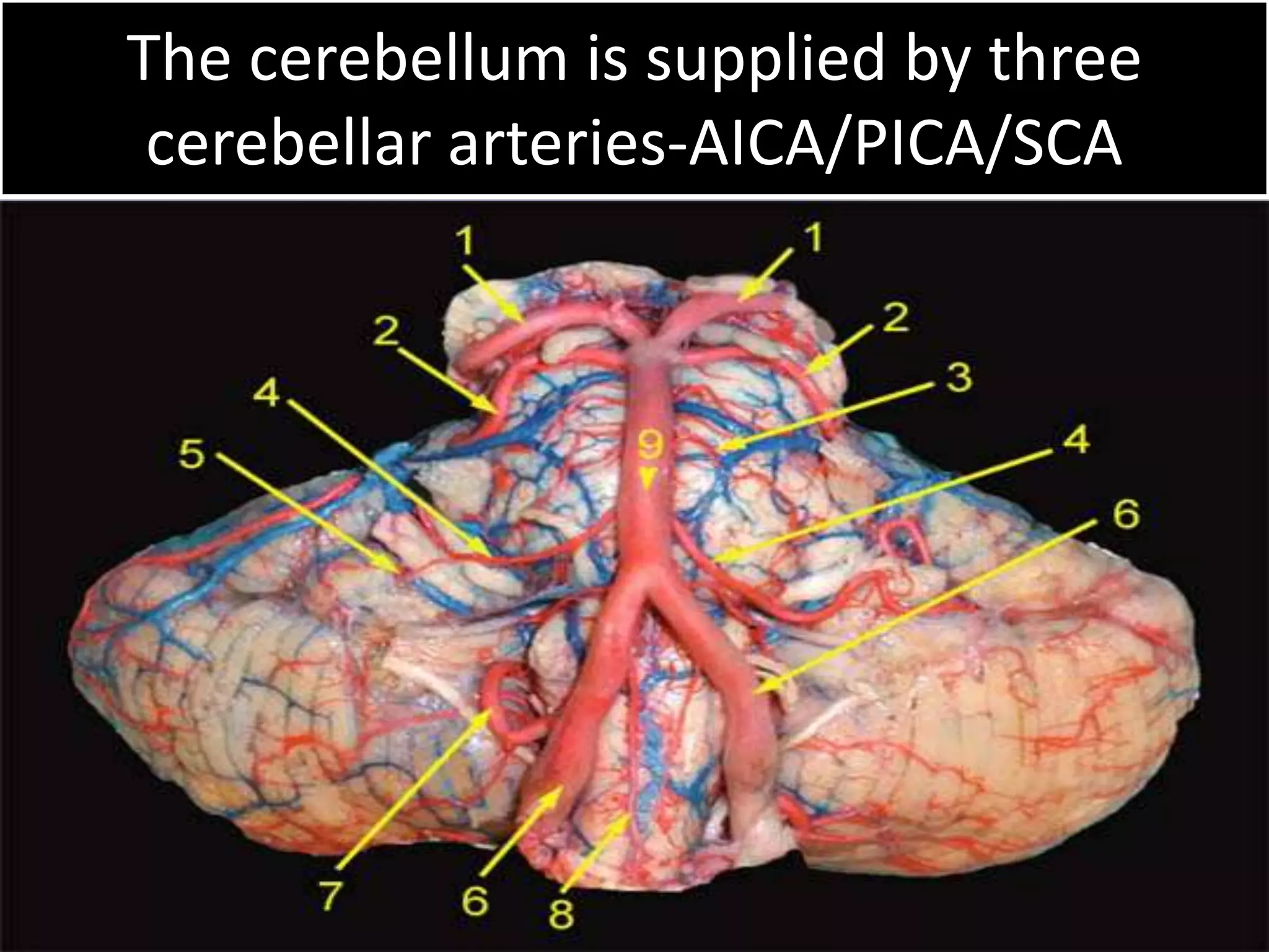 The cerebellum is supplied by three
cerebellar arteries-AICA/PICA/SCA

1/7/2014

22

 