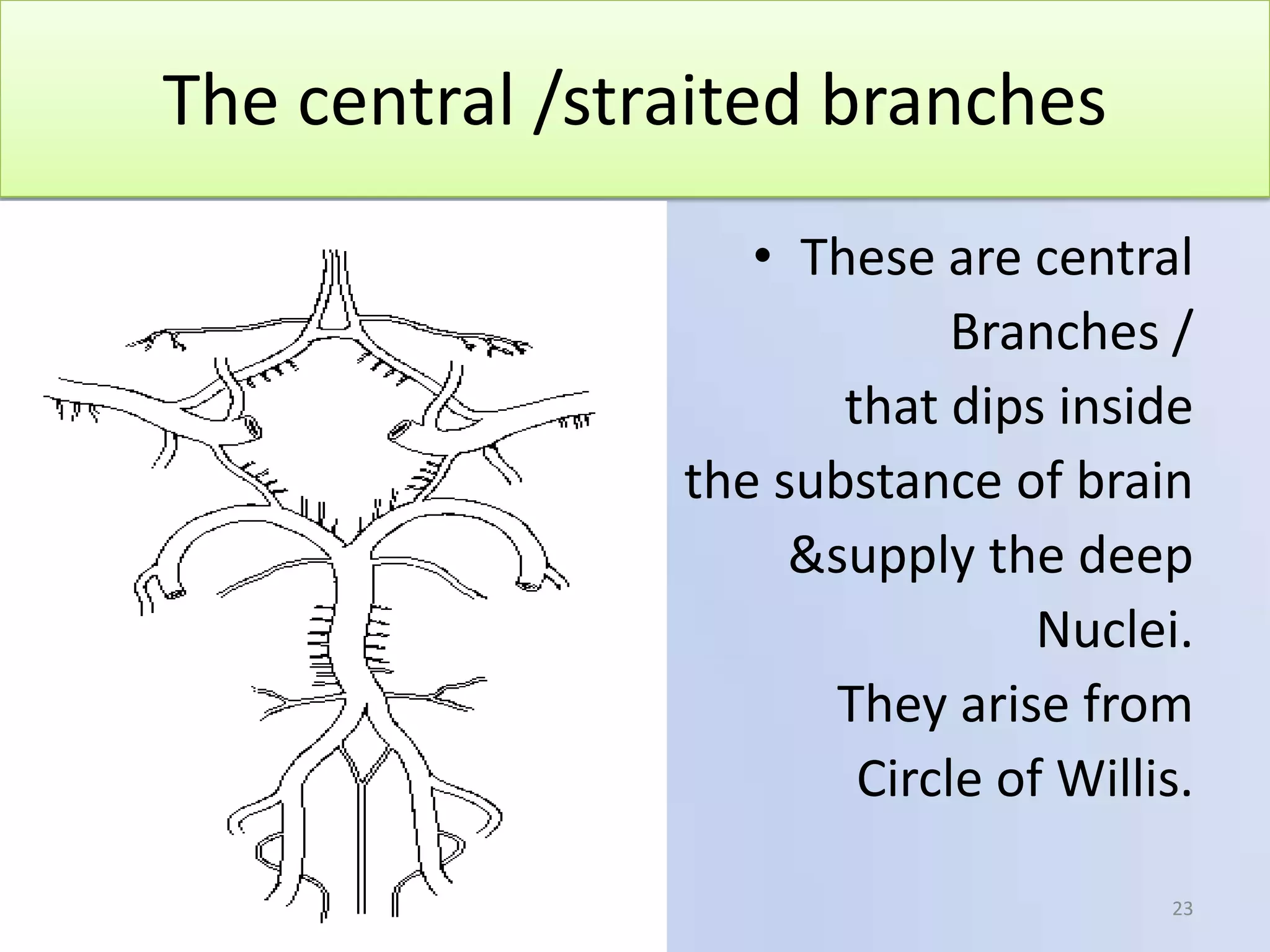 The central /straited branches
• These are central
Branches /
that dips inside
the substance of brain
&supply the deep
Nuclei.
They arise from
Circle of Willis.
1/7/2014

23

 