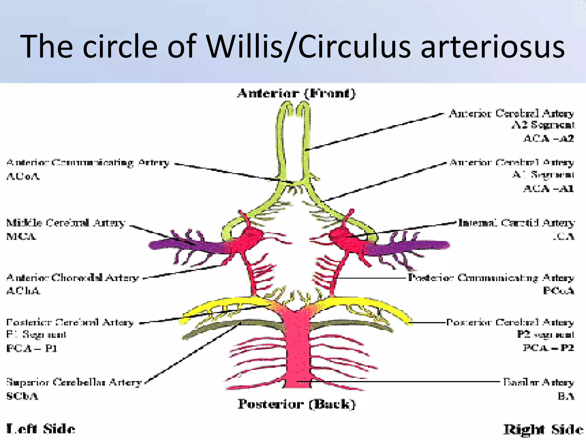The circle of Willis/Circulus arteriosus

1/7/2014

5

 