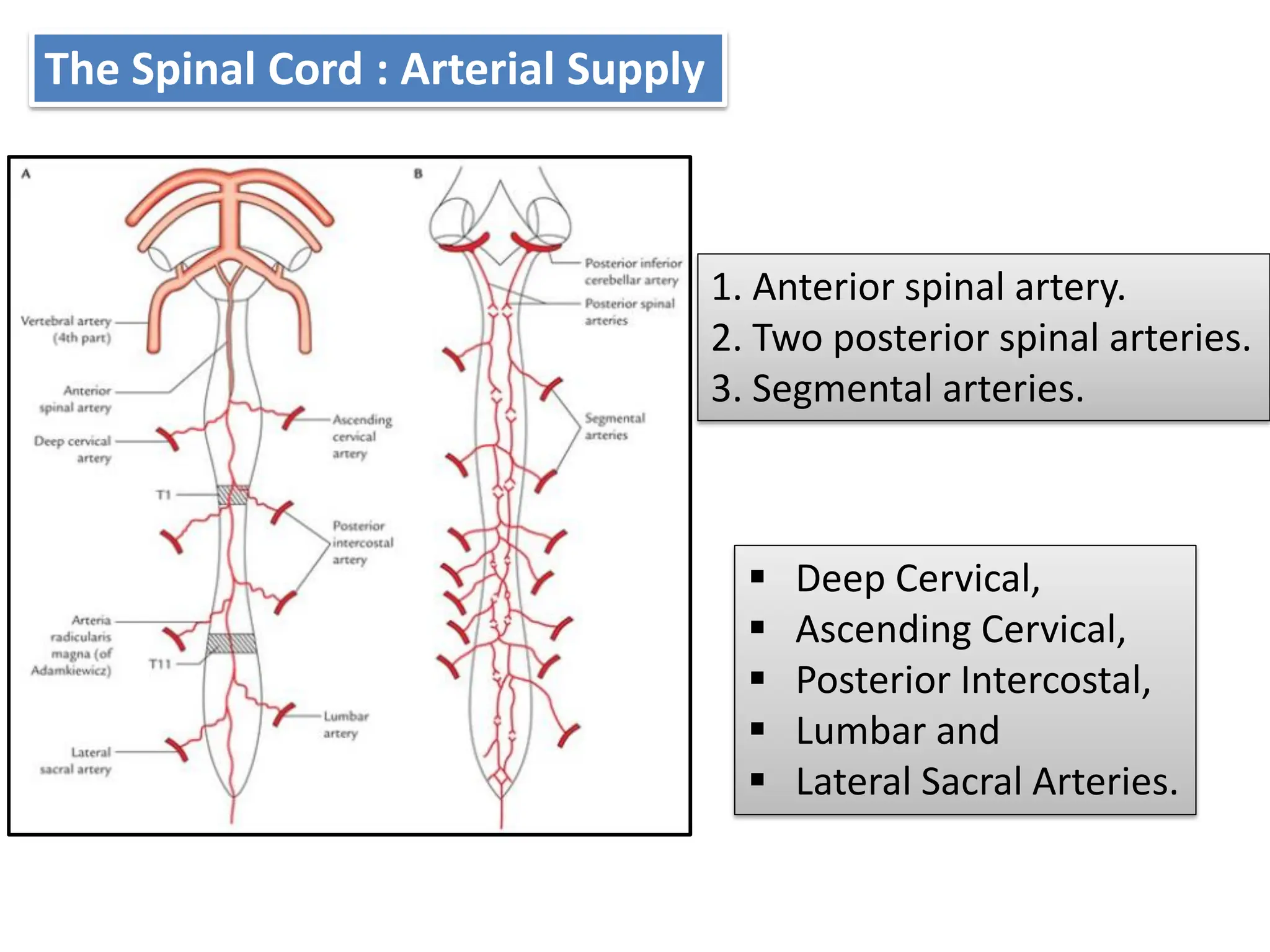 Blood supply of brain and spinal cord.pdf