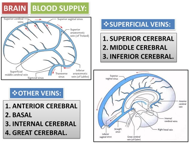Blood supply of brain and spinal cord.pdf