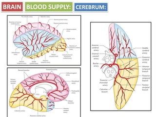 Blood supply of brain and spinal cord.pdf