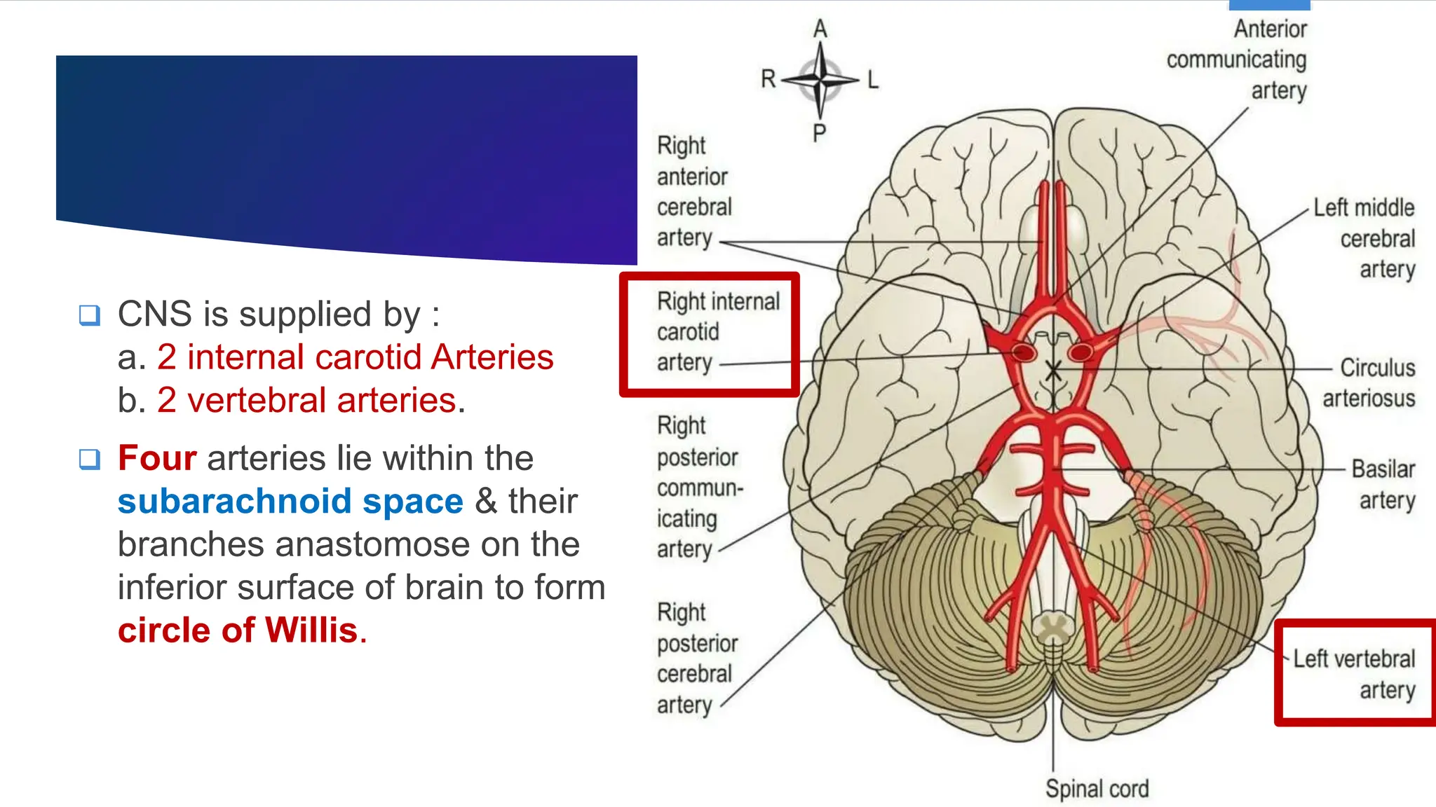 Blood Supply of Brain & Spinal Cord by Dr. Rabia Inam Gandapore.pptx