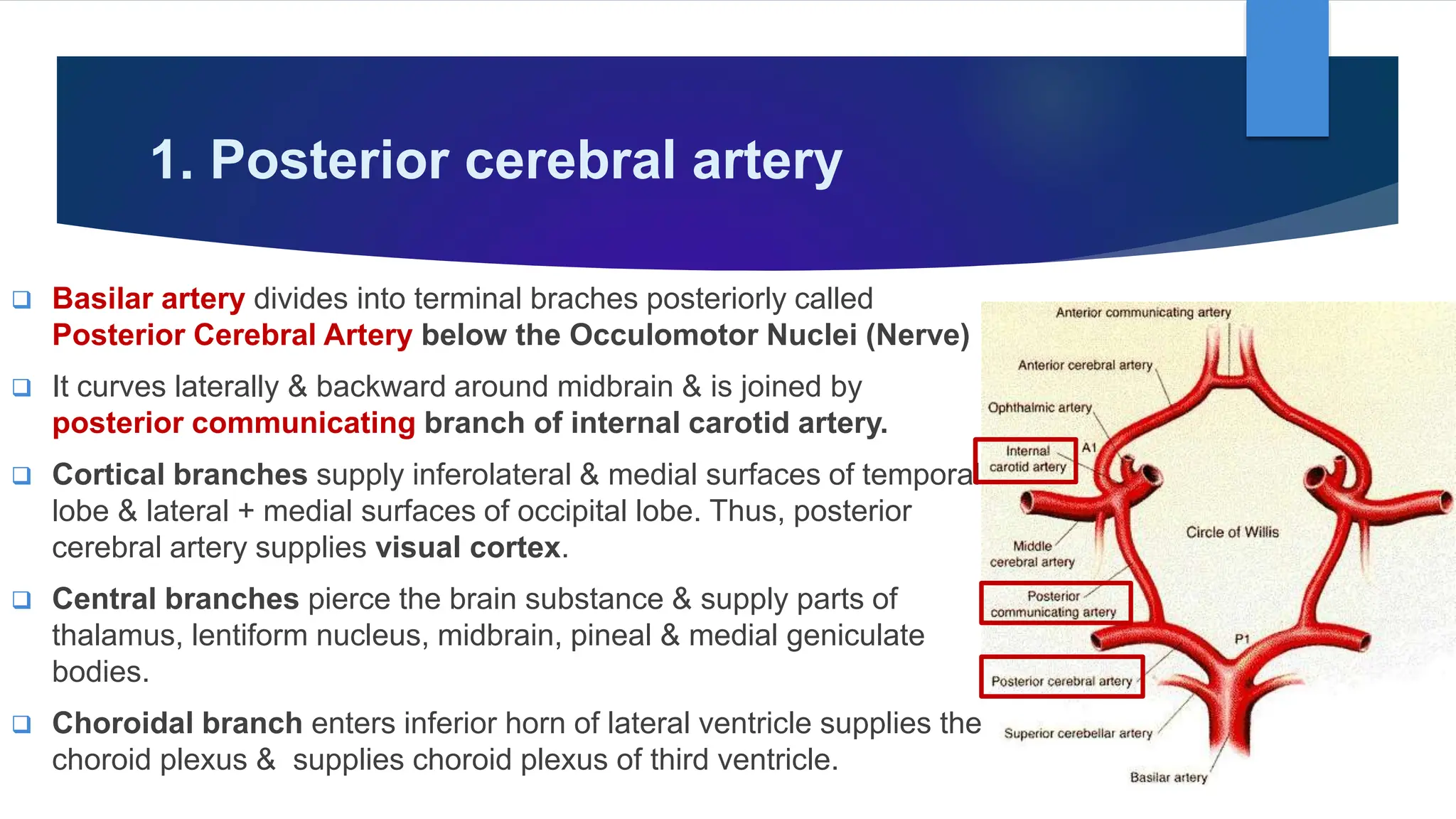 Blood Supply of Brain & Spinal Cord by Dr. Rabia Inam Gandapore.pptx