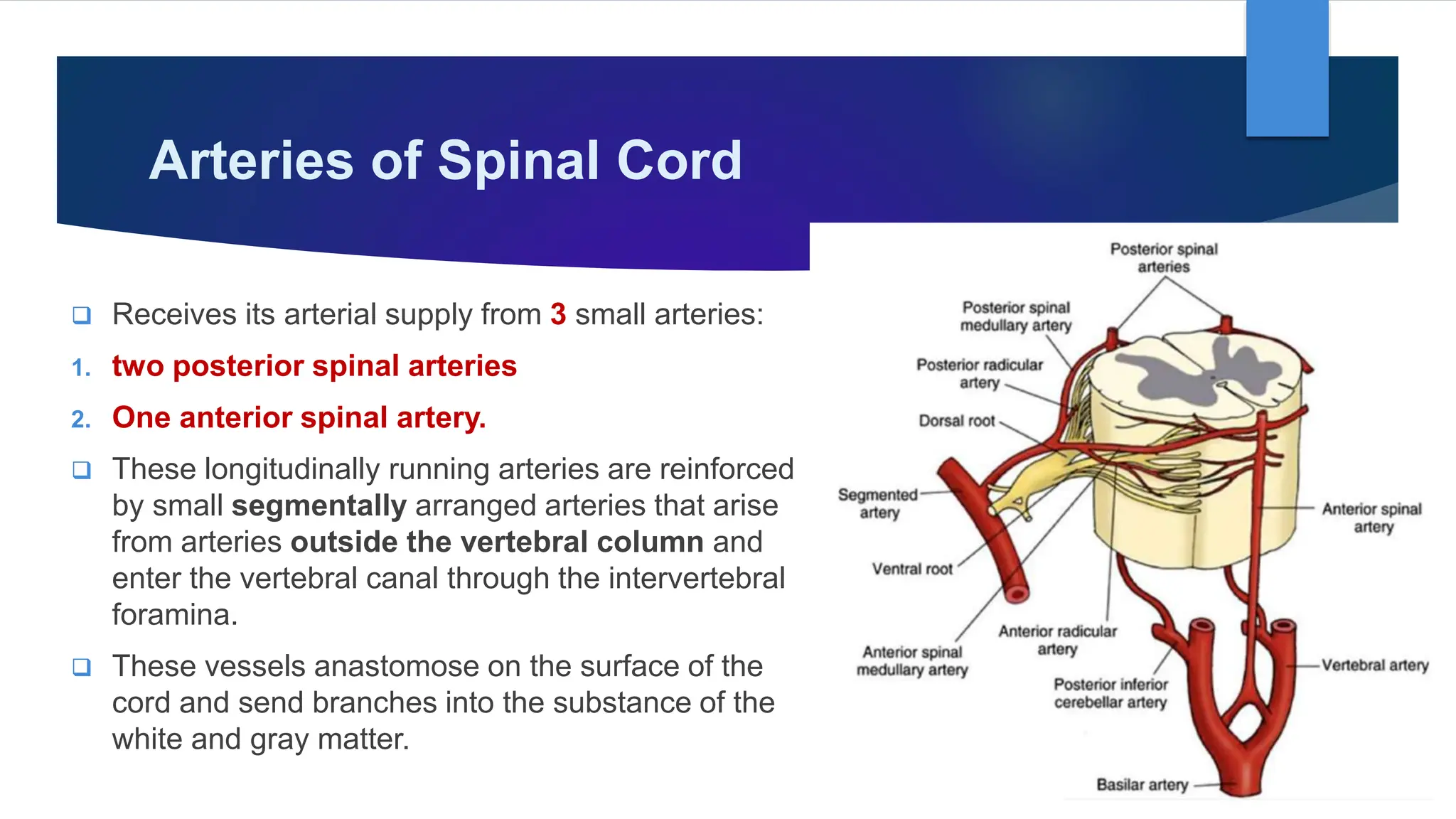 Blood Supply of Brain & Spinal Cord by Dr. Rabia Inam Gandapore.pptx