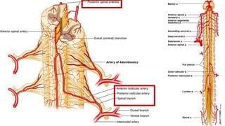 Blood Supply of Brain & Spinal Cord by Dr. Rabia Inam Gandapore.pptx
