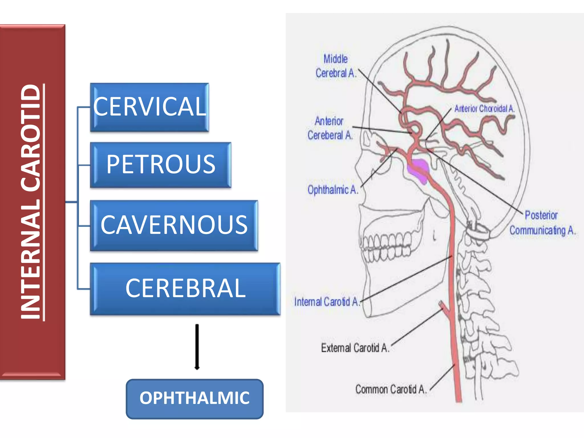 Blood Supply Of Eye and Optic Nerve | PPTX