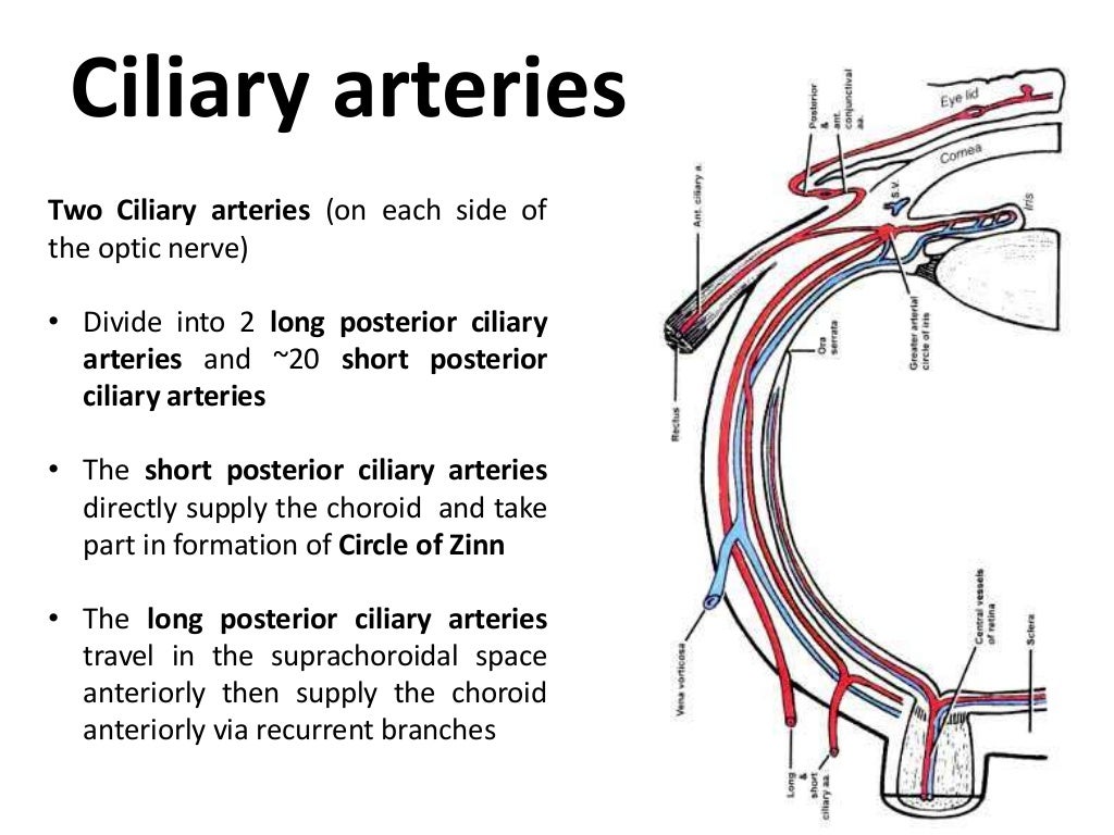 Blood Supply Of Eye and Optic Nerve