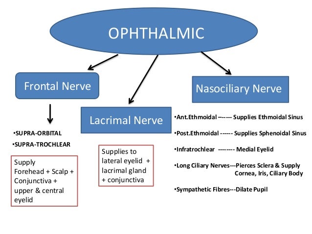Blood Supply Of Eye and Optic Nerve optic nerve eye diagram 