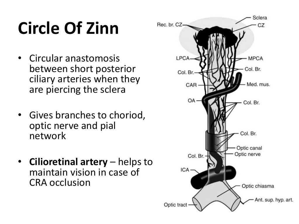 Blood Supply Of Eye and Optic Nerve