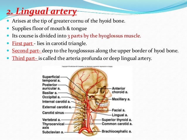 arteries of the face