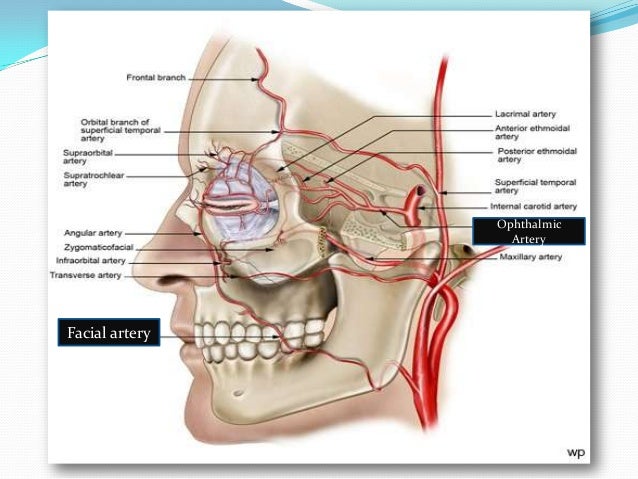 blood supply of face arteries of the face