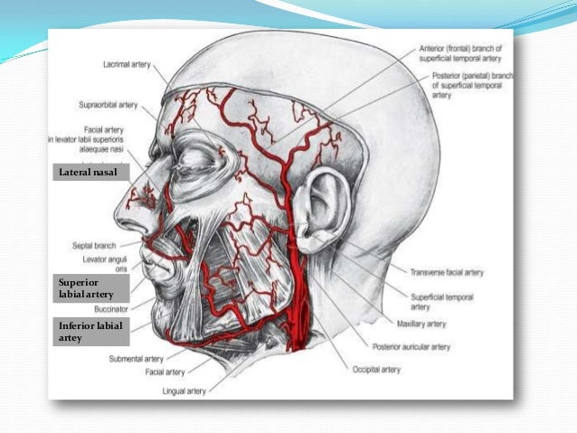 arteries of the face