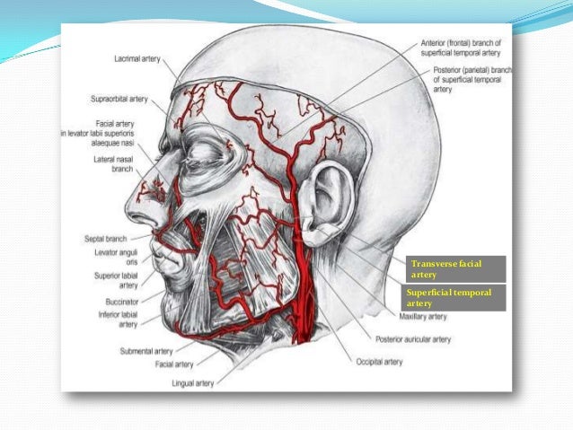 arteries of the face