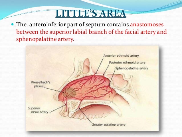 arteries of the face