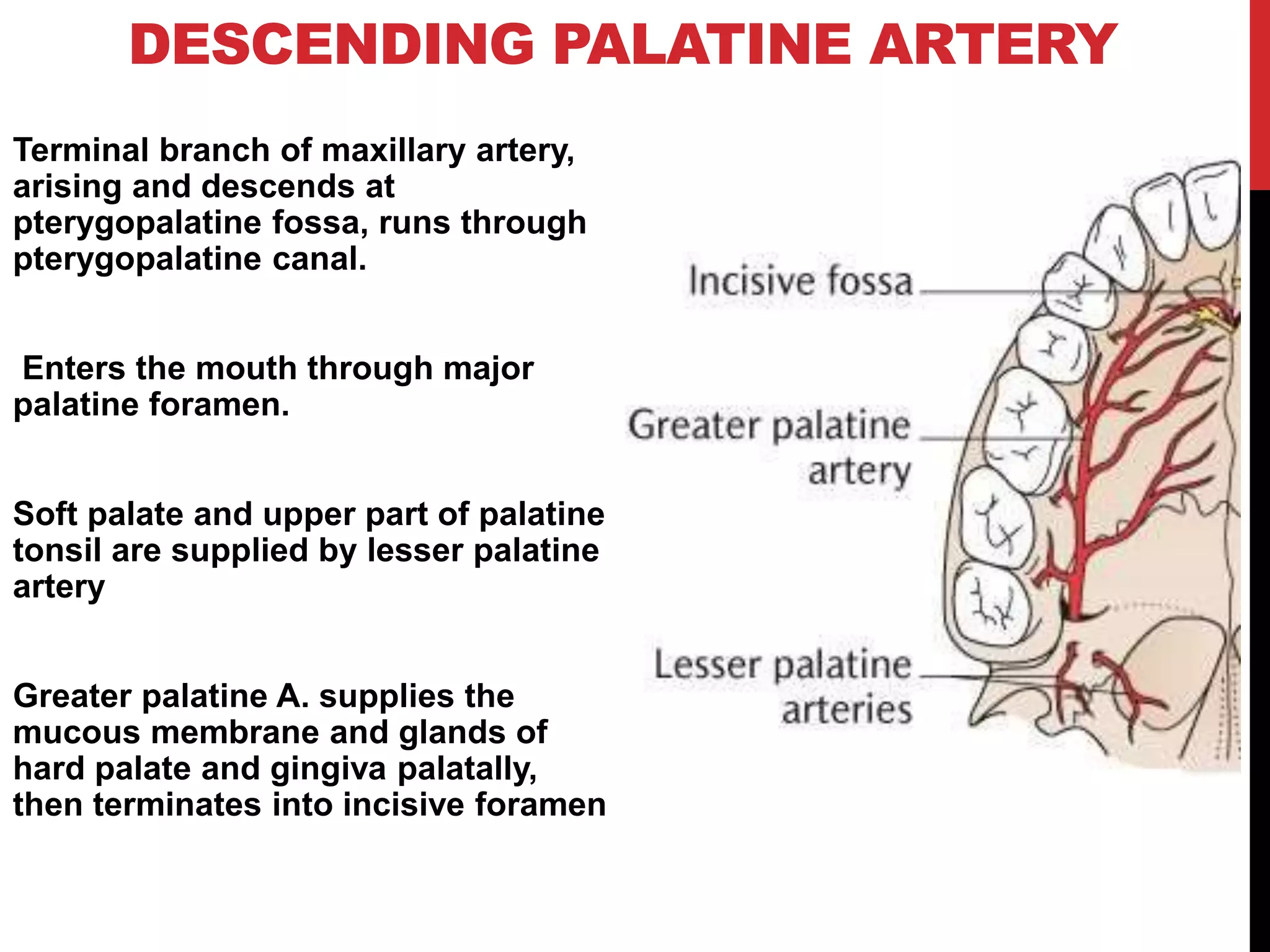 arterial supply of face | PPTX