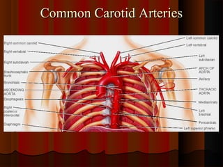 Blood supply of head and neck | PPT
