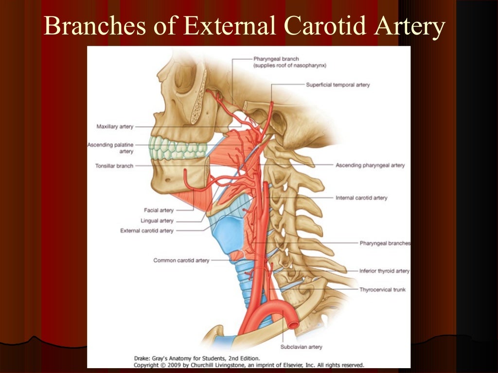 blood-supply-of-head-and-neck