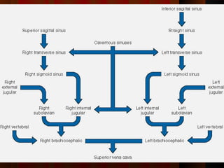 Blood supply of head and neck | PPT