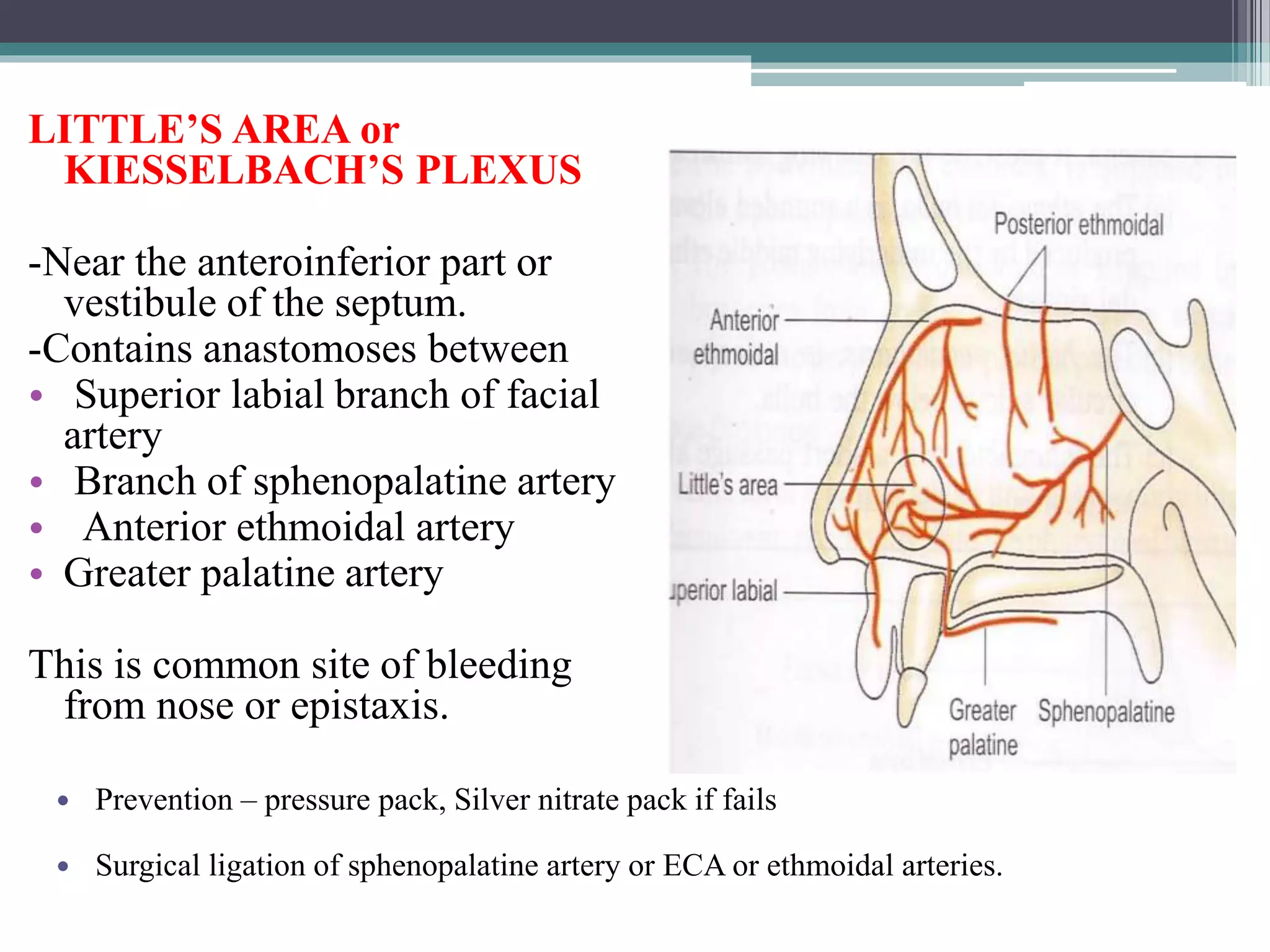 Arteries Of Head And Neck PPTX arteries-of-head-and-neck-pptx