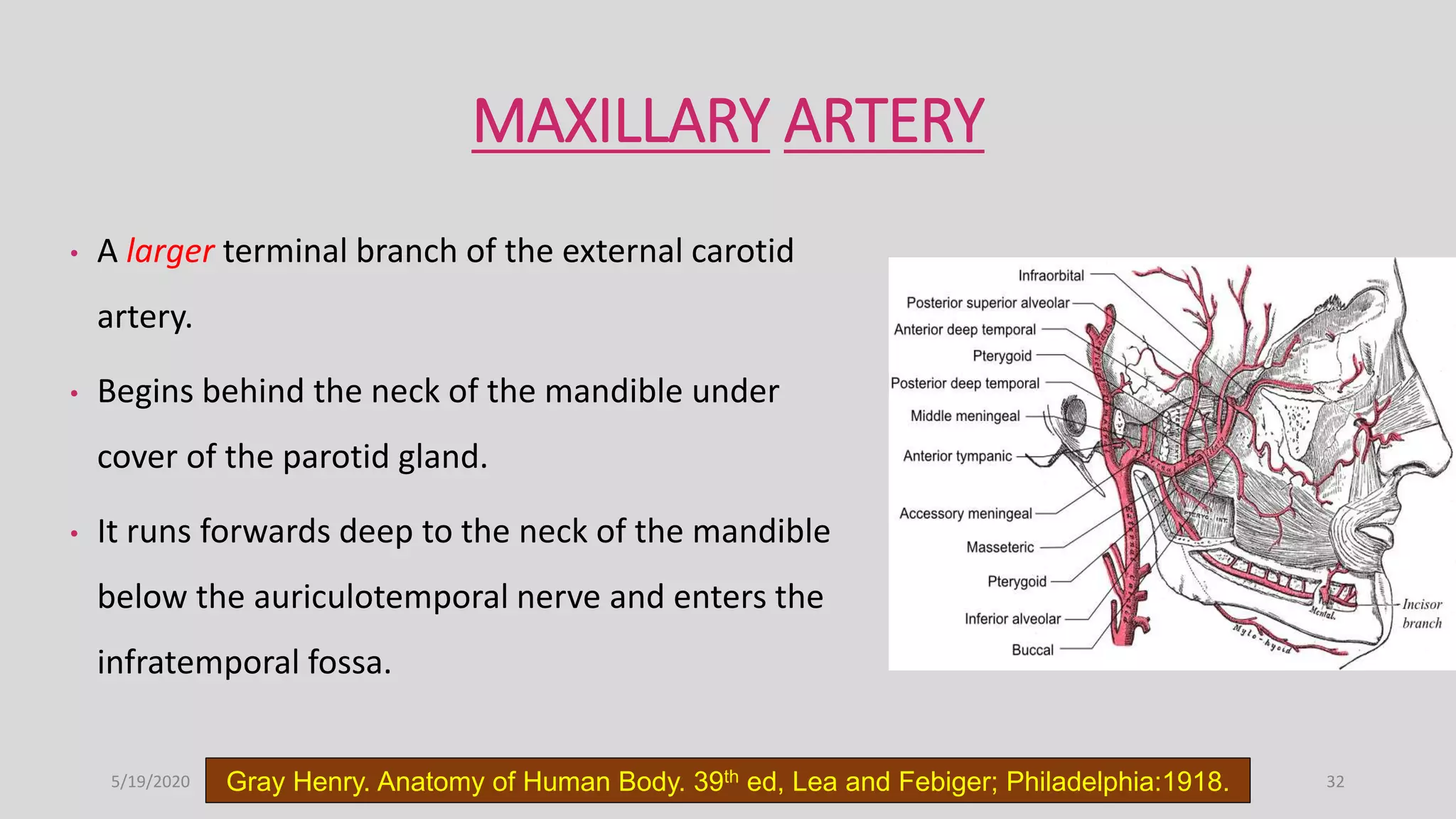 Blood supply of head and neck | PPTX