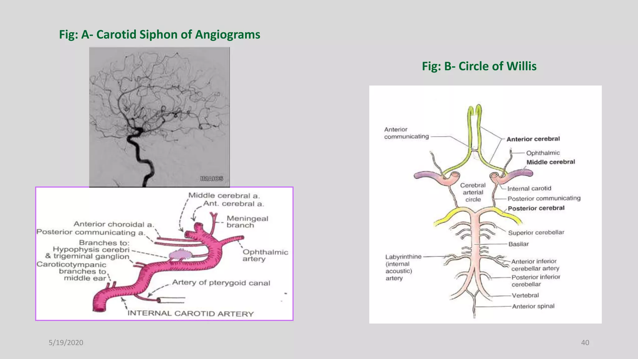 Blood supply of head and neck | PPTX