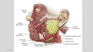 Blood supply of head and neck | PPTX
