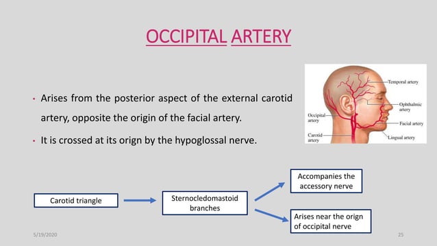 Blood supply of head and neck | PPTX