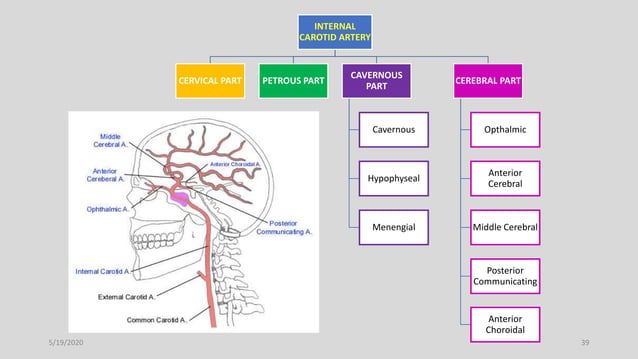 Blood supply of head and neck | PPTX