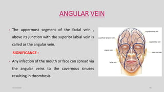 Blood Supply Of Head And Neck PPTX blood-supply-of-head-and-neck-pptx