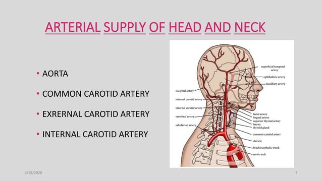 Blood supply of head and neck | PPTX