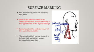 Blood supply of head and neck.pdf