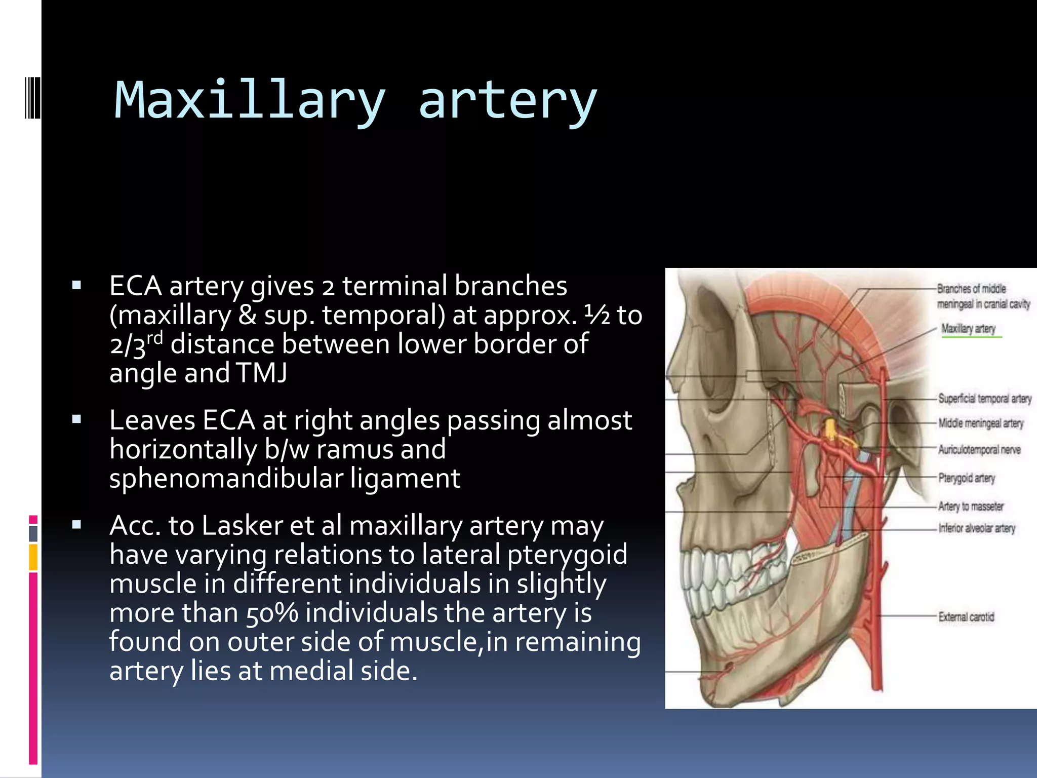 Blood supply of head and neck | PPTX